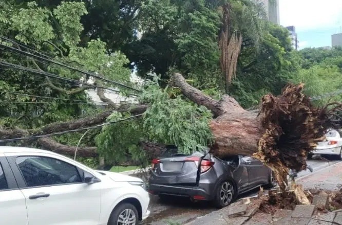 Árvore cai inteira sobre carro e bloqueia avenida na região central de Maringá