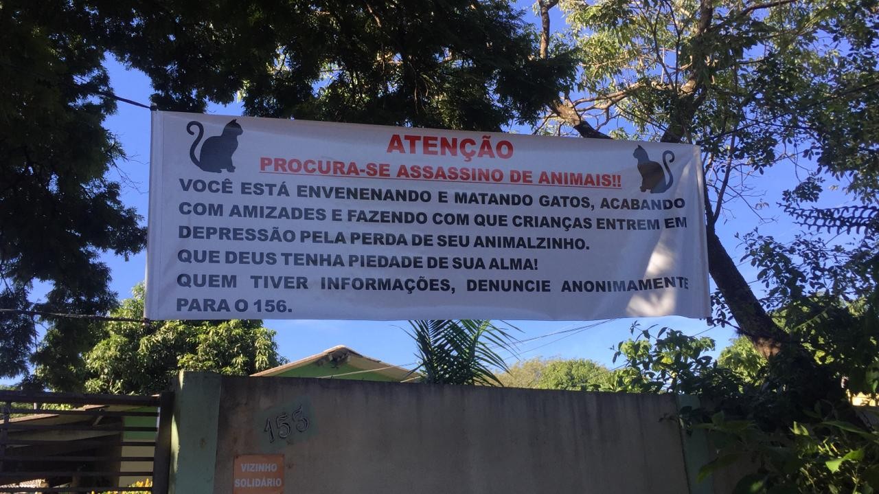 Moradores dizem que gatos estão sendo envenenados