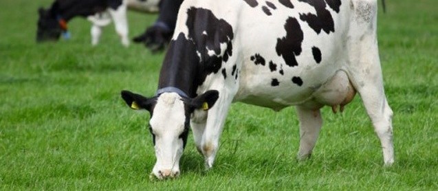 Vaca gorda custa R$ 136 a arroba em Maringá