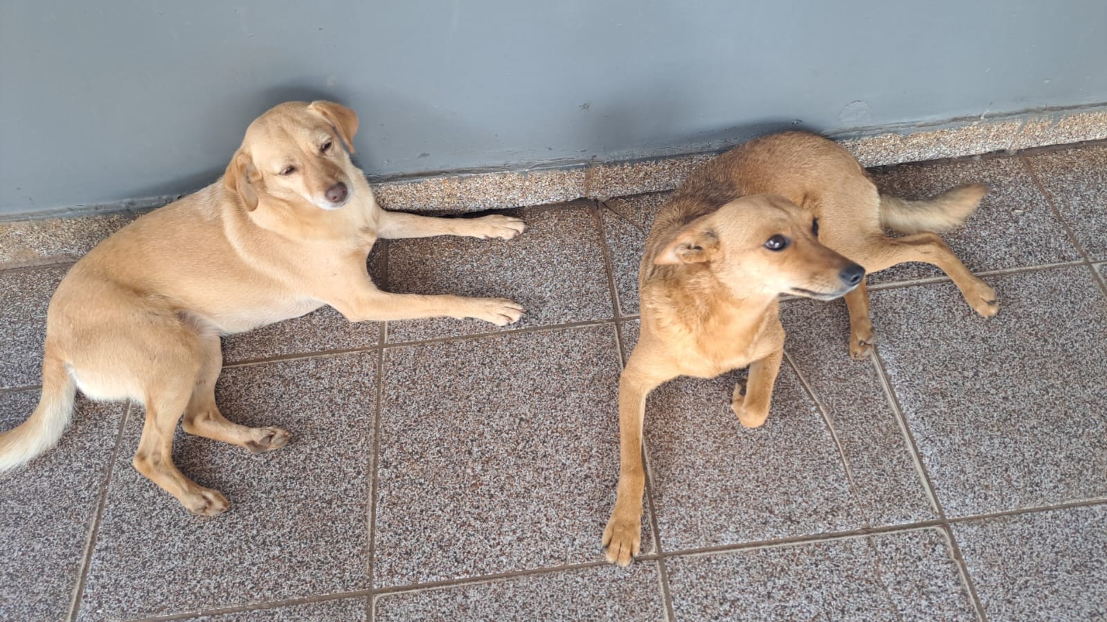 Escola da região adota duas cachorrinhas que “invadiram” espaço escolar