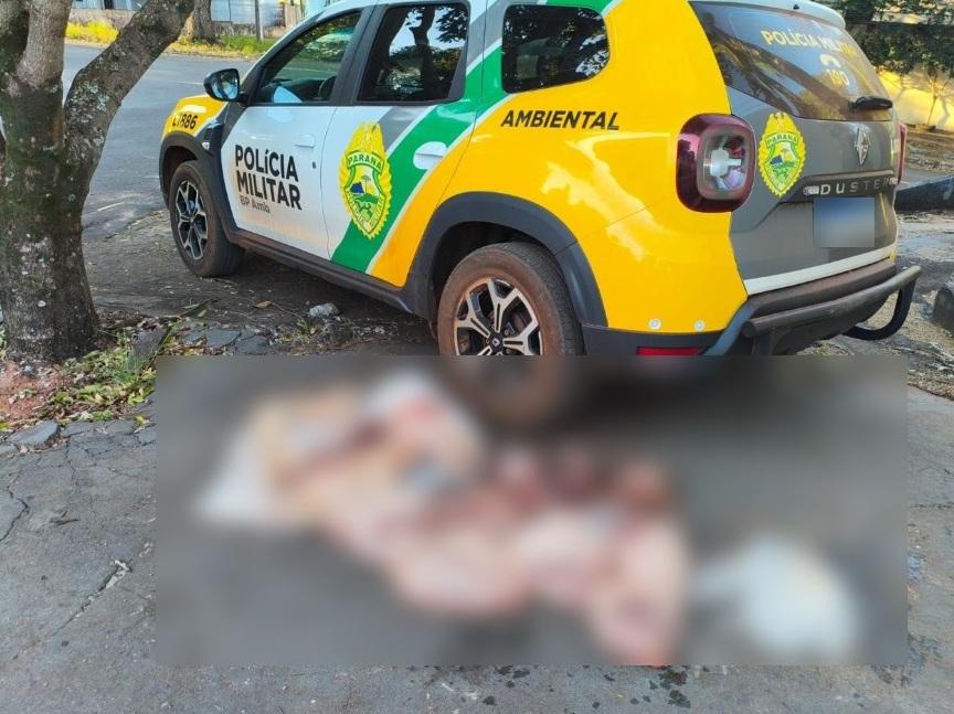 Morador de Vila Rural é multado por caça de animais em extinção