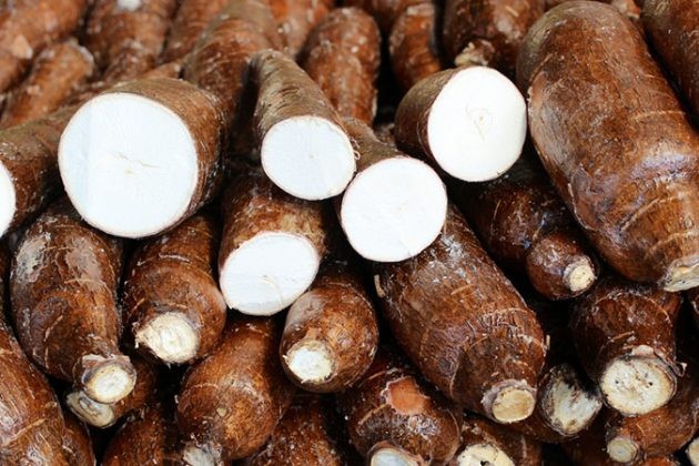 Raiz de mandioca custa R$ 390 a tonelada em Campo Mourão