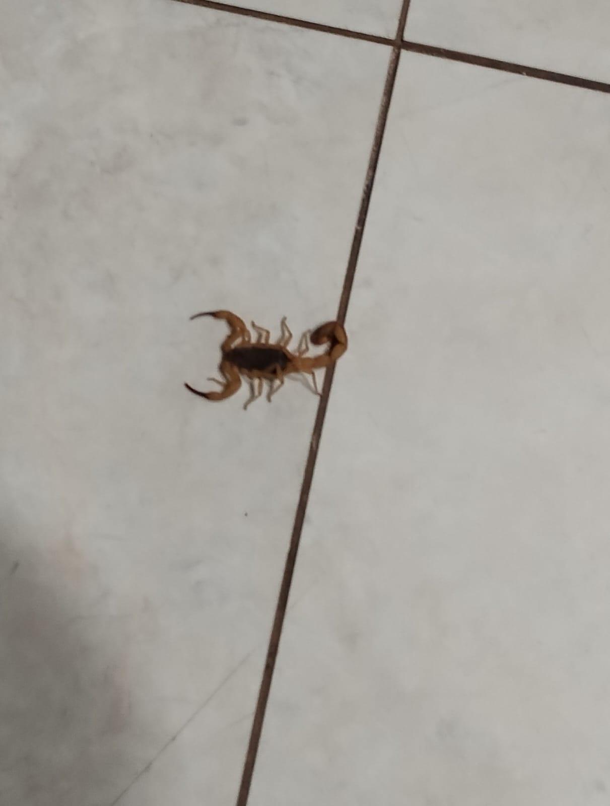 Maringá registrou 144 acidentes com escorpiões este ano