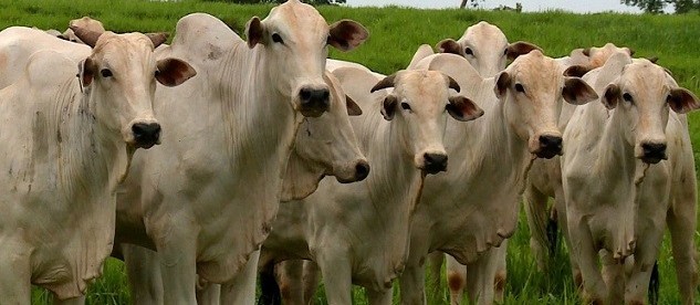 Boi gordo custa R$ 158 a arroba em Maringá