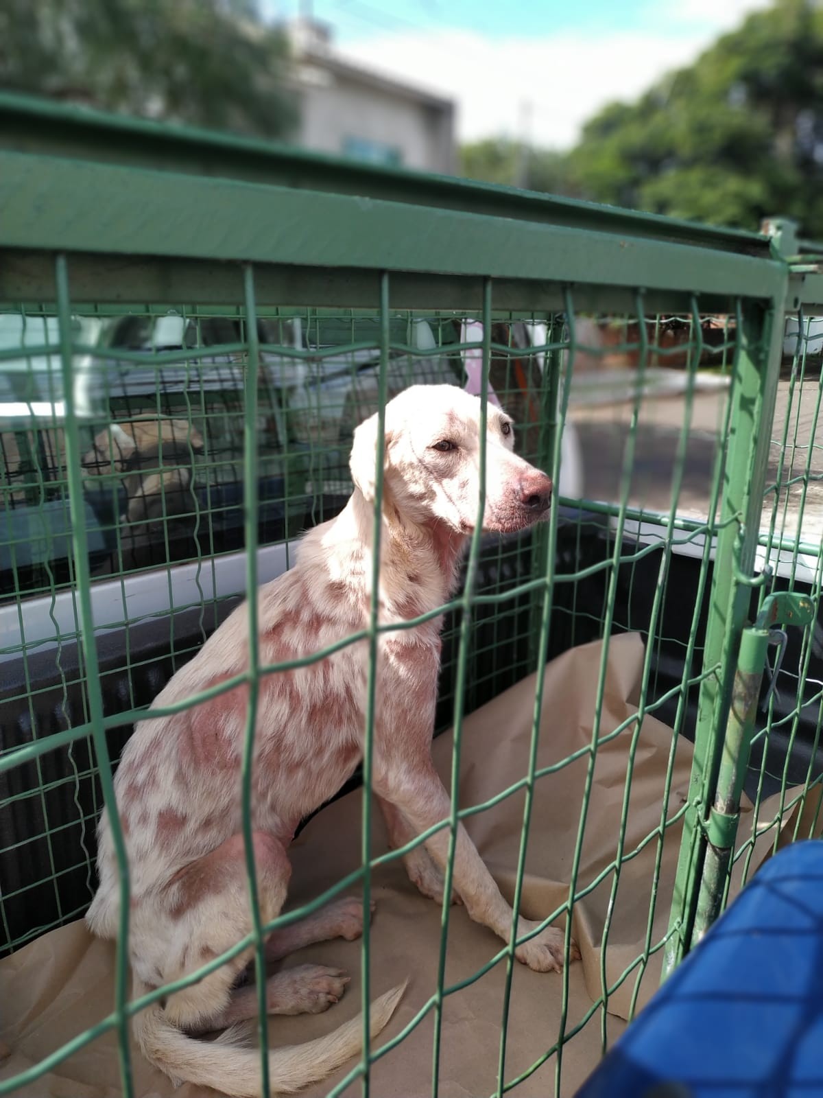 Polícia Civil e Bem-Estar Animal resgatam 9 cães em situação de maus-tratos