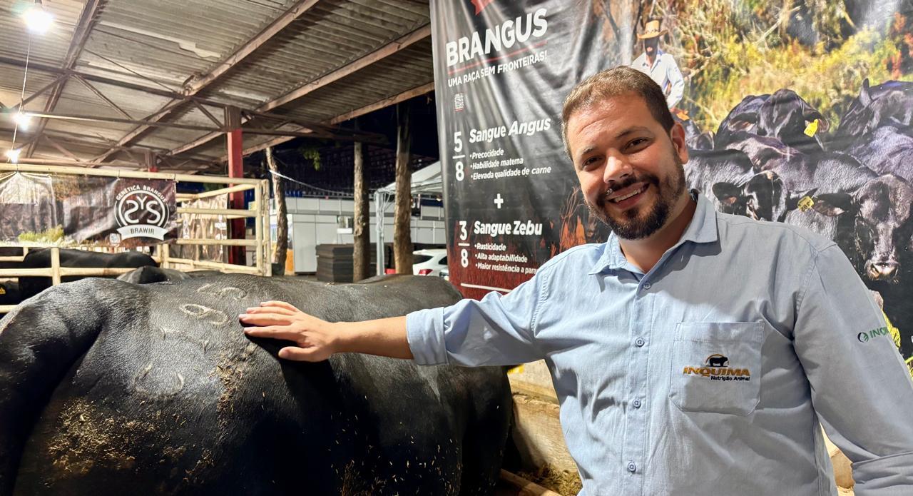 Raça Brangus: um  animal bastante adaptado ao clima tropical