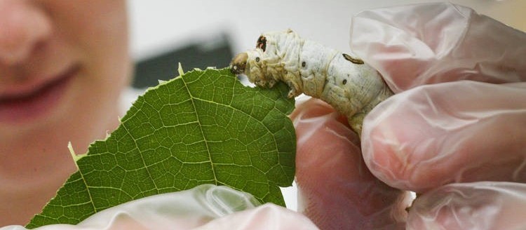 Cidade da região é reconhecida como ‘Capital Nacional da Seda’