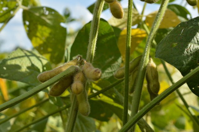 BR: FCStone aumenta estimativa diária plantada de soja em 0,27% para safra 2019/20