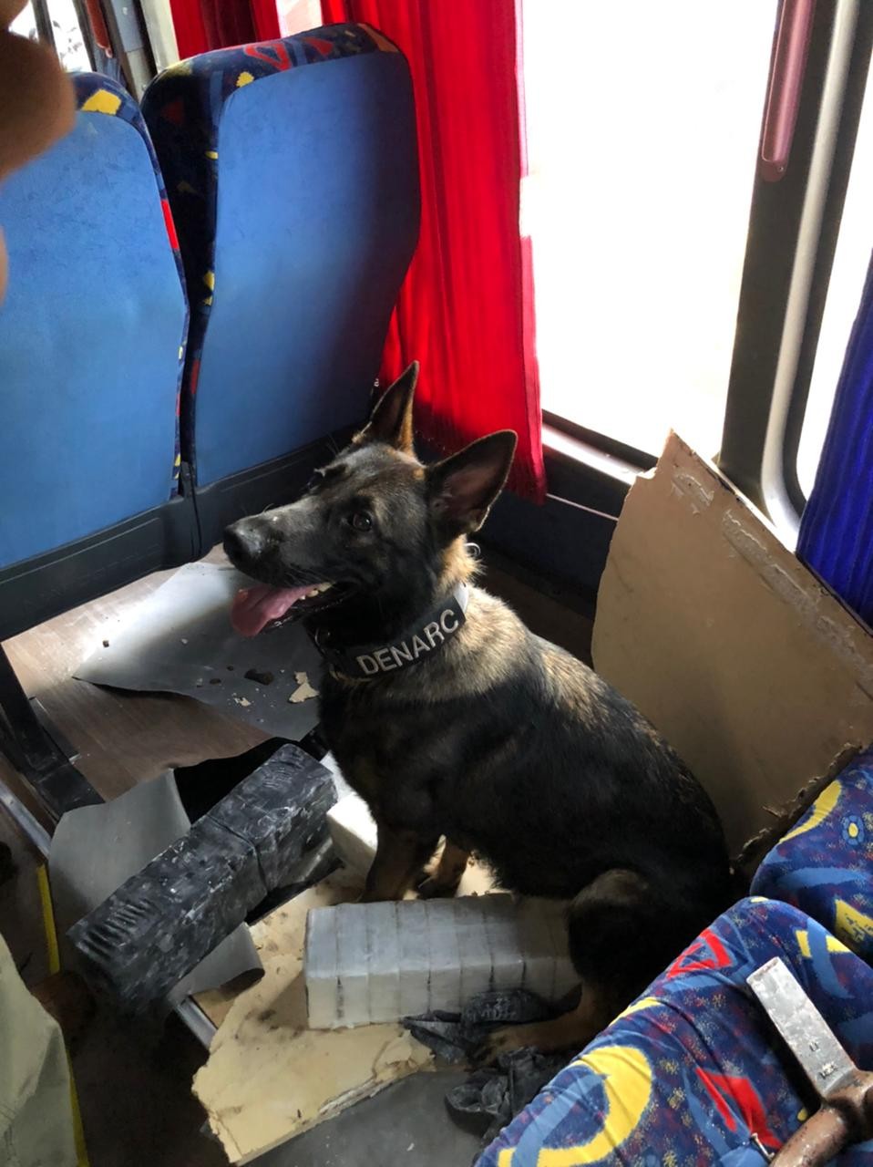 Denarc apreende 472 kg de cocaína em ônibus na região de Maringá