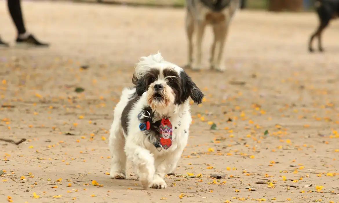 Projeto de lei autoriza que animais de estimação sejam enterrados com donos no Cemitério Municipal de Maringá