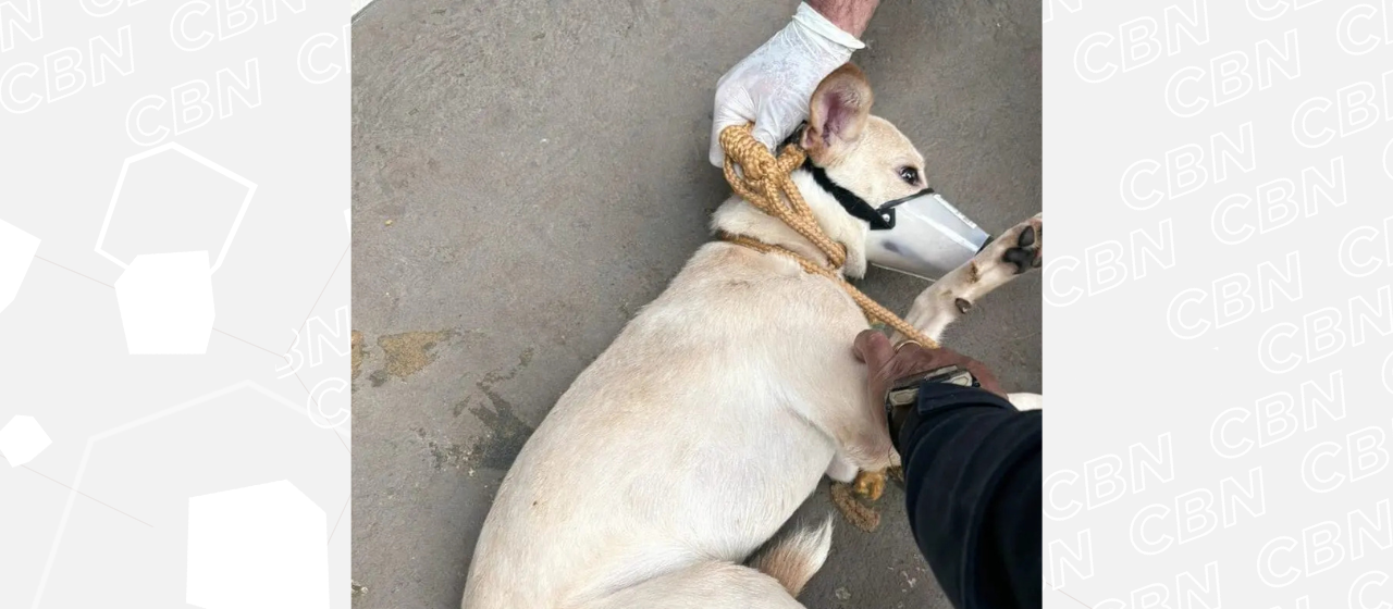 Cadela é resgatada em Maringá; tutor pode ser multado em até R$ 20 mil