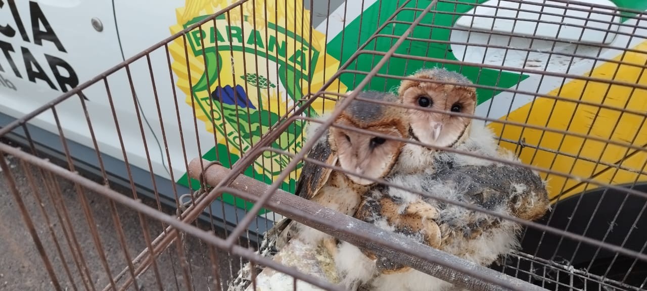 Polícia Ambiental resgata três corujas-das-torres em Cruzeiro do Oeste
