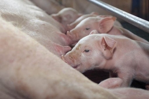 Suíno custa R$ 3,80 kg em Maringá