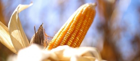 Milho custa R$ 28 a saca em Maringá