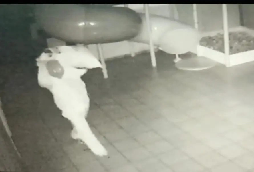 Ladrões invadem e furtam centro infantil em Paiçandu; vídeo