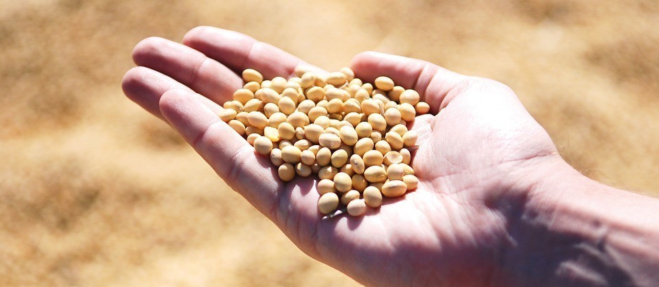 Cotações de produtos agrícolas: quinta-feira [19 de setembro]