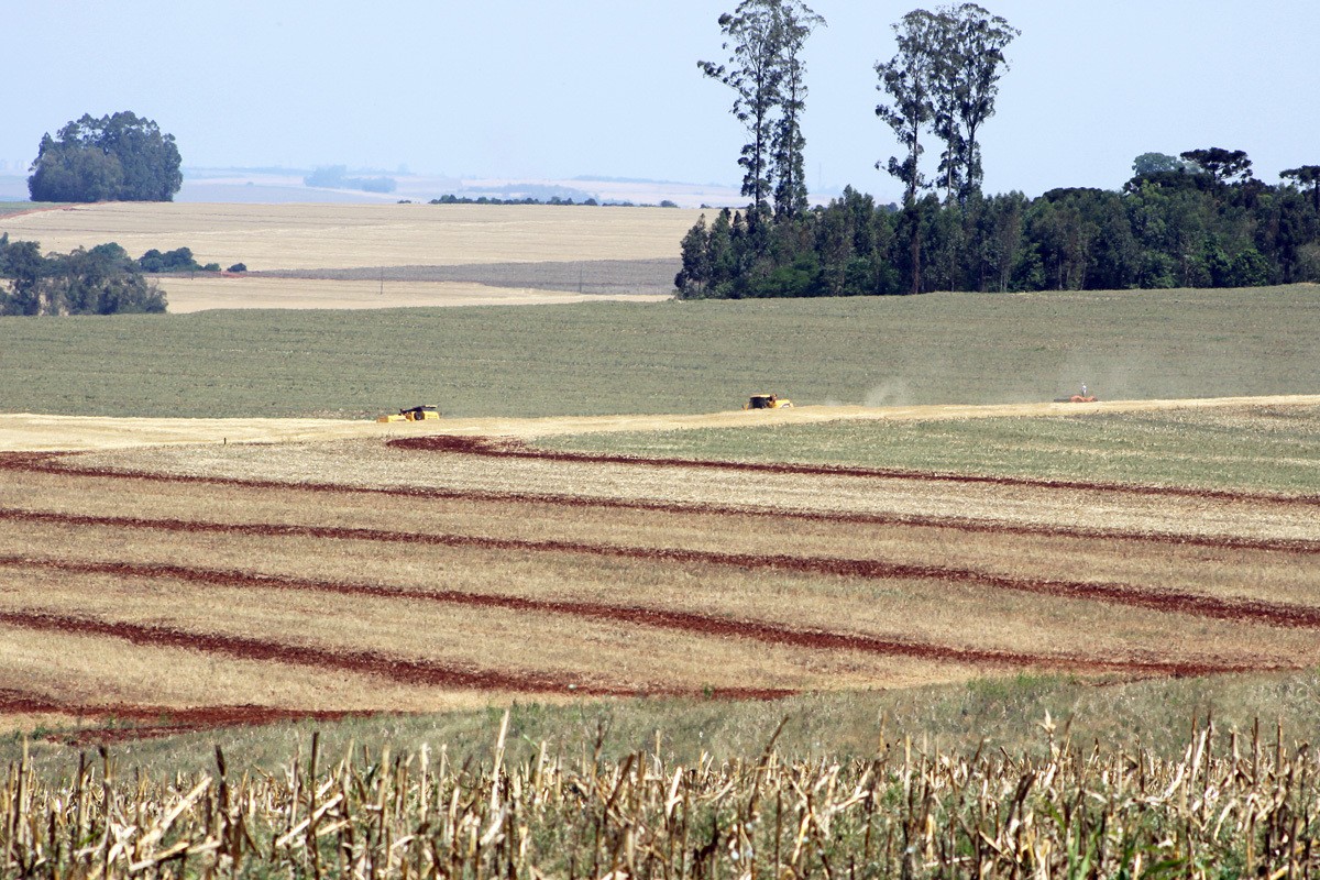 Área plantada de soja e milho deve ser maior na primeira safra