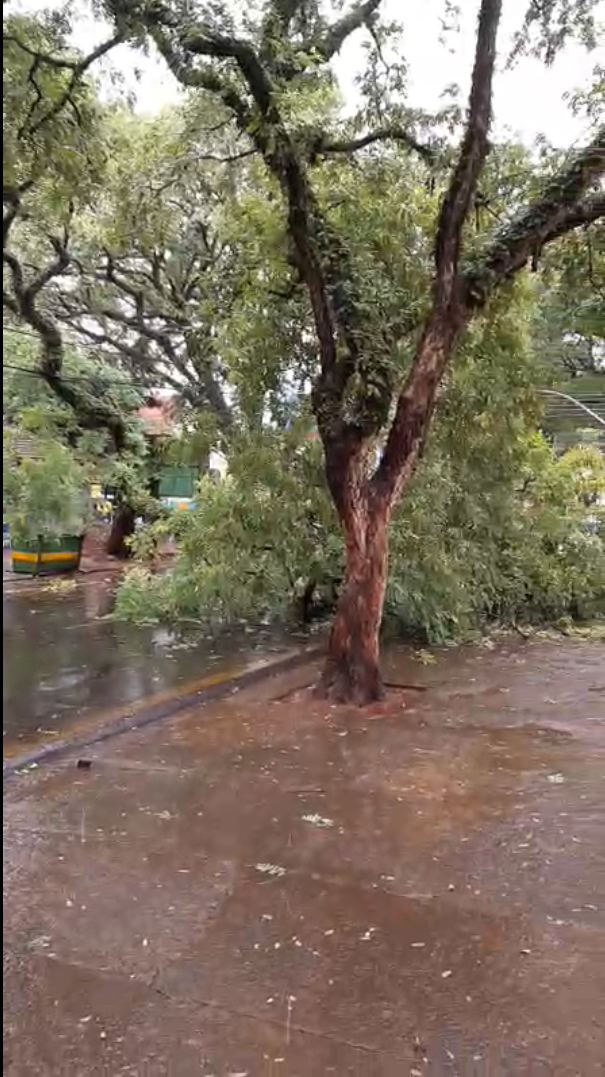 Chuva derruba 11 árvores e interdita ruas e avenidas