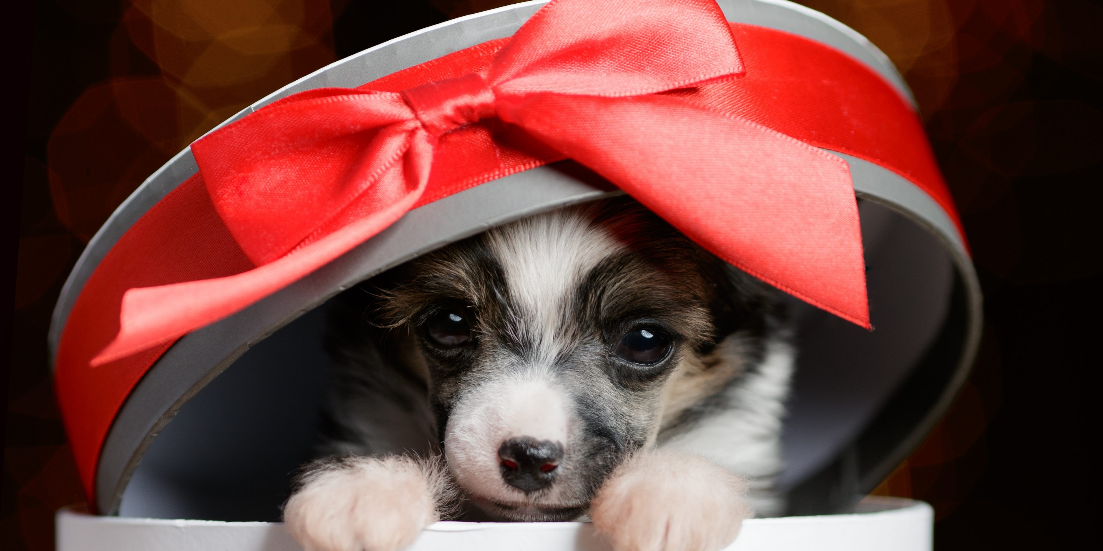 Filhotes como presente de Natal?