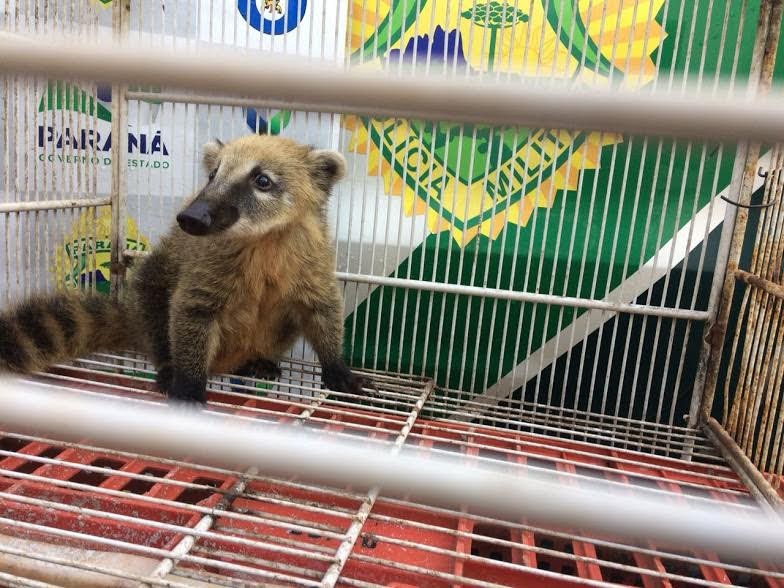 Homem que mantinha quati em cativeiro é autuado por crime ambiental