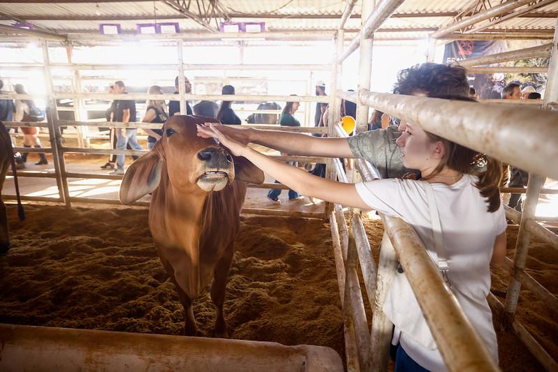 Maringá é referência na pecuária e atrai compradores de todo o país