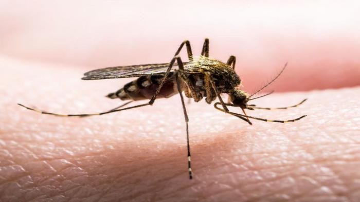 Em uma semana, Maringá confirma quase 100 novos casos de dengue