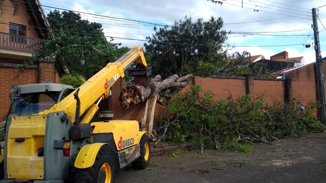 Número de árvores caídas por causa do temporal passa de 150