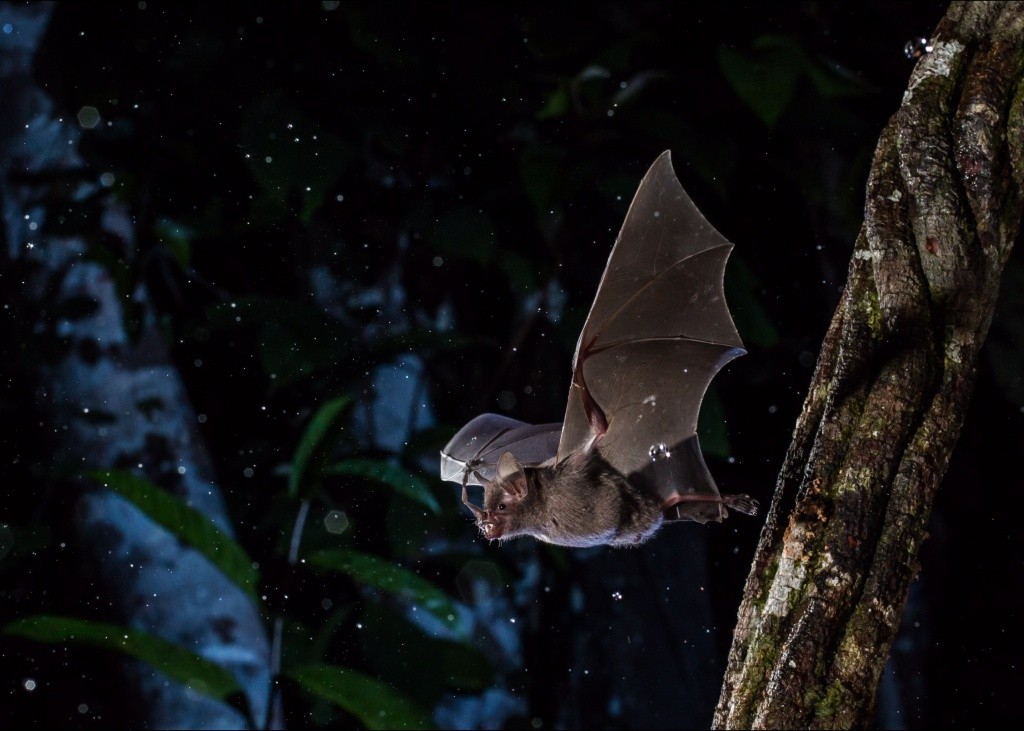 Inscrições para ‘A Noite dos Morcegos’ estão abertas