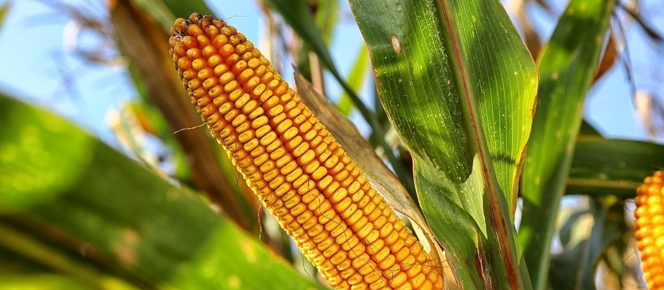 Milho custa R$ 26,50 a saca em Maringá