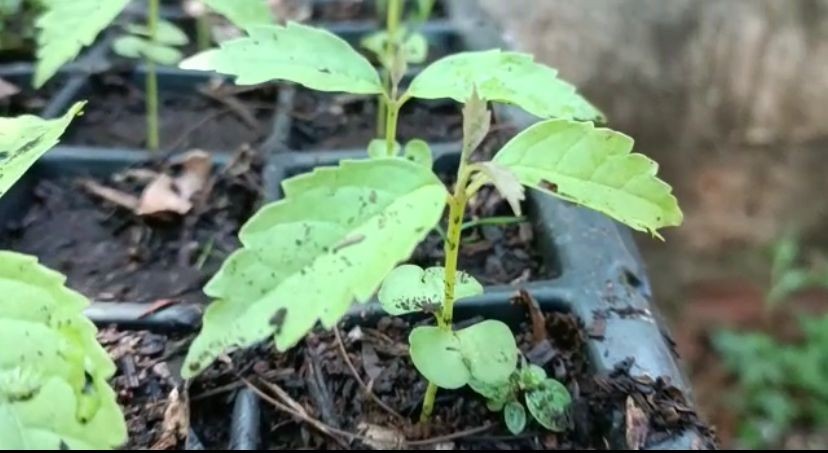 Sarandi coleta sementes de árvores nativas para o berçário de mudas
