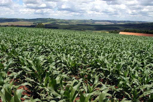 Estiagem prejudica lavouras de milho no PR e produtores ficam divididos