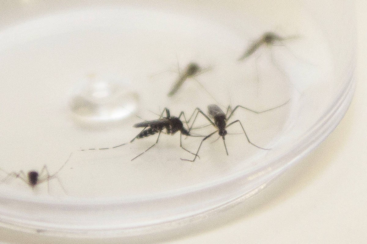 19 de Novembro é o Dia Nacional de Combate ao Mosquito da Dengue
