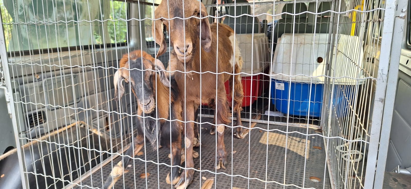 Bem-Estar Animal resgata sete caprinos em condições de maus-tratos