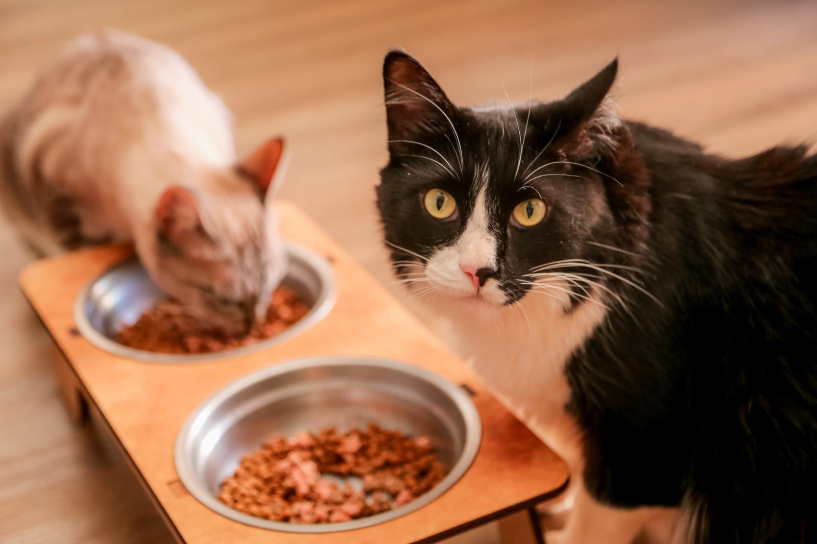 Inscrições para CastraPet começam nesta quinta, 12, em Maringá