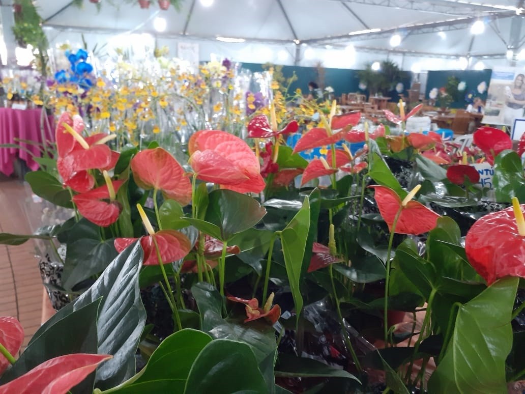 Praça da Prefeitura recebe feira de flores a partir de quinta (31)