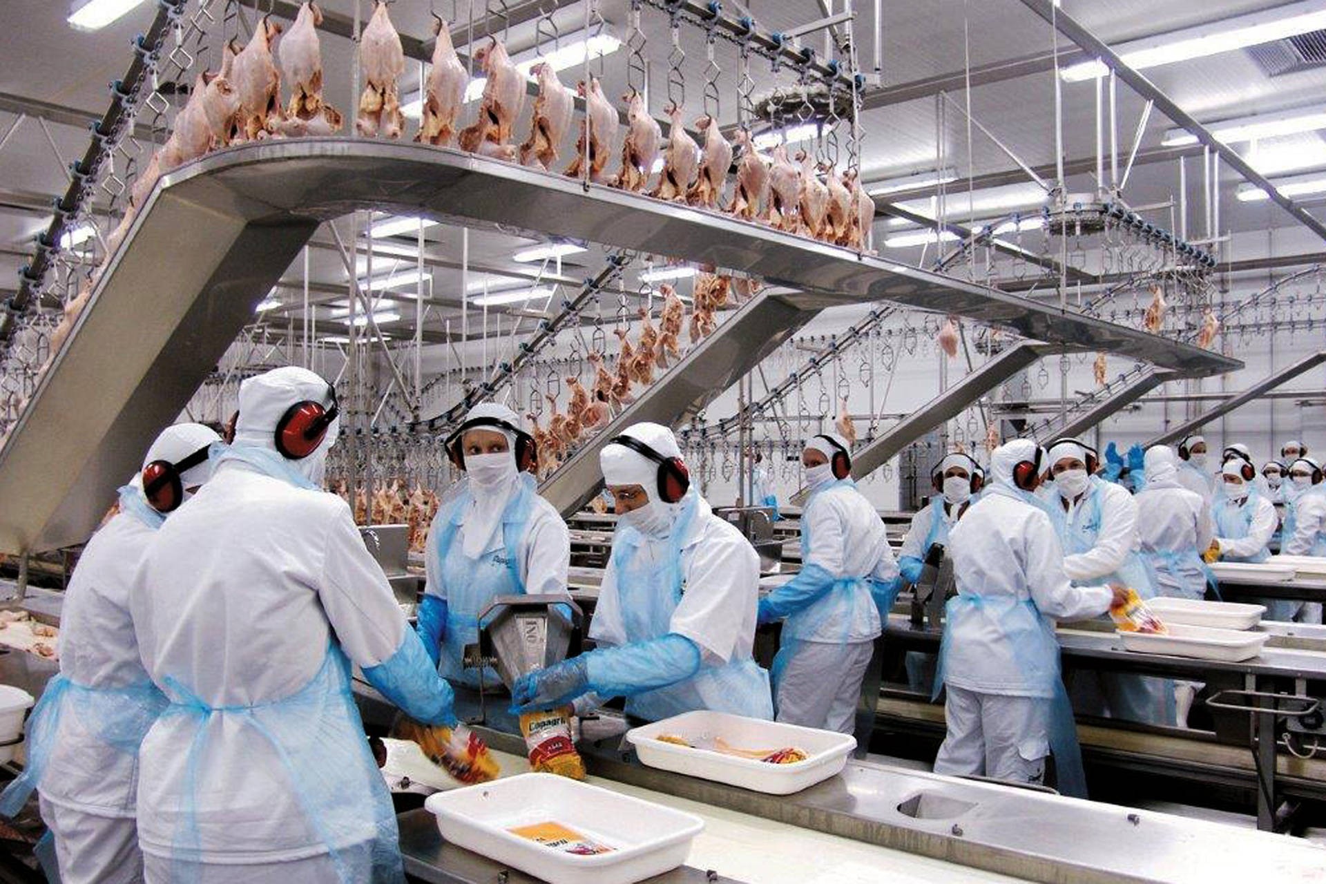 Santa Catarina e Paraná disputam liderança na exportação de carne de frango