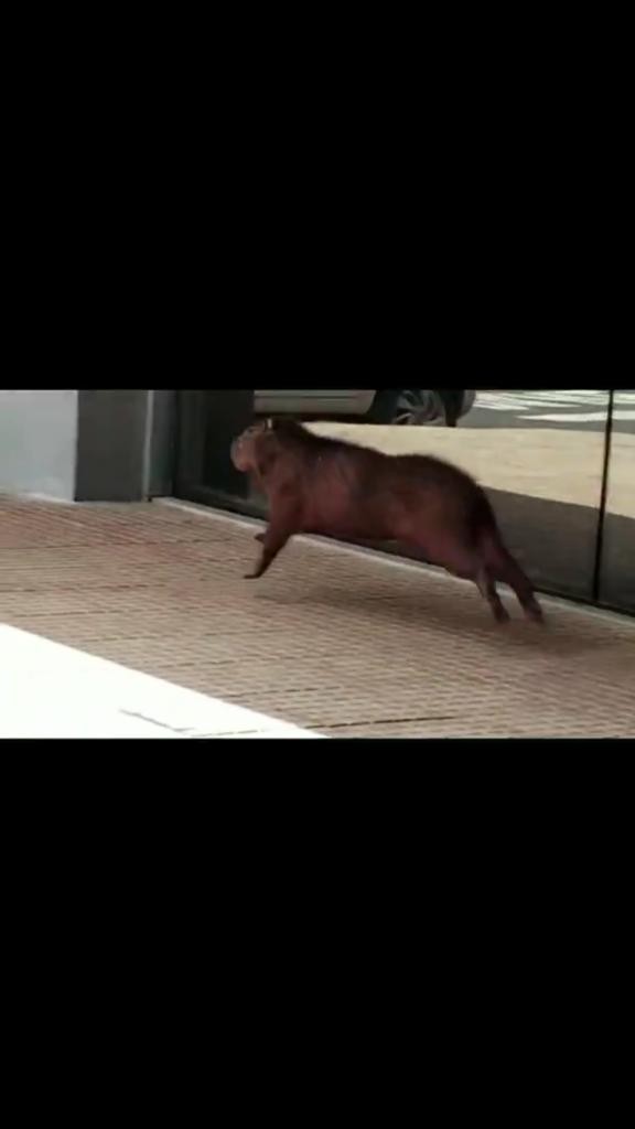 Capivara entra em shopping de Maringá