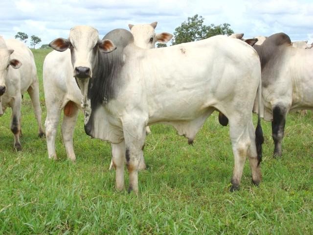 Frio extremo pode derrubar preço do boi gordo