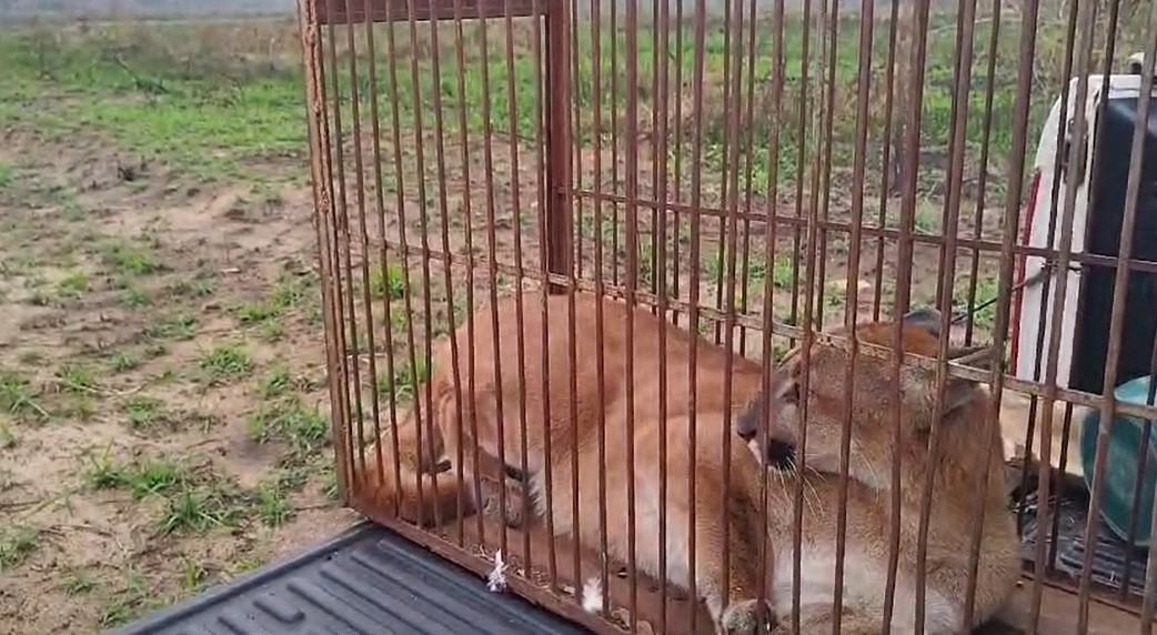 Onça-parda é resgatada e reinserida à natureza em Umuarama
