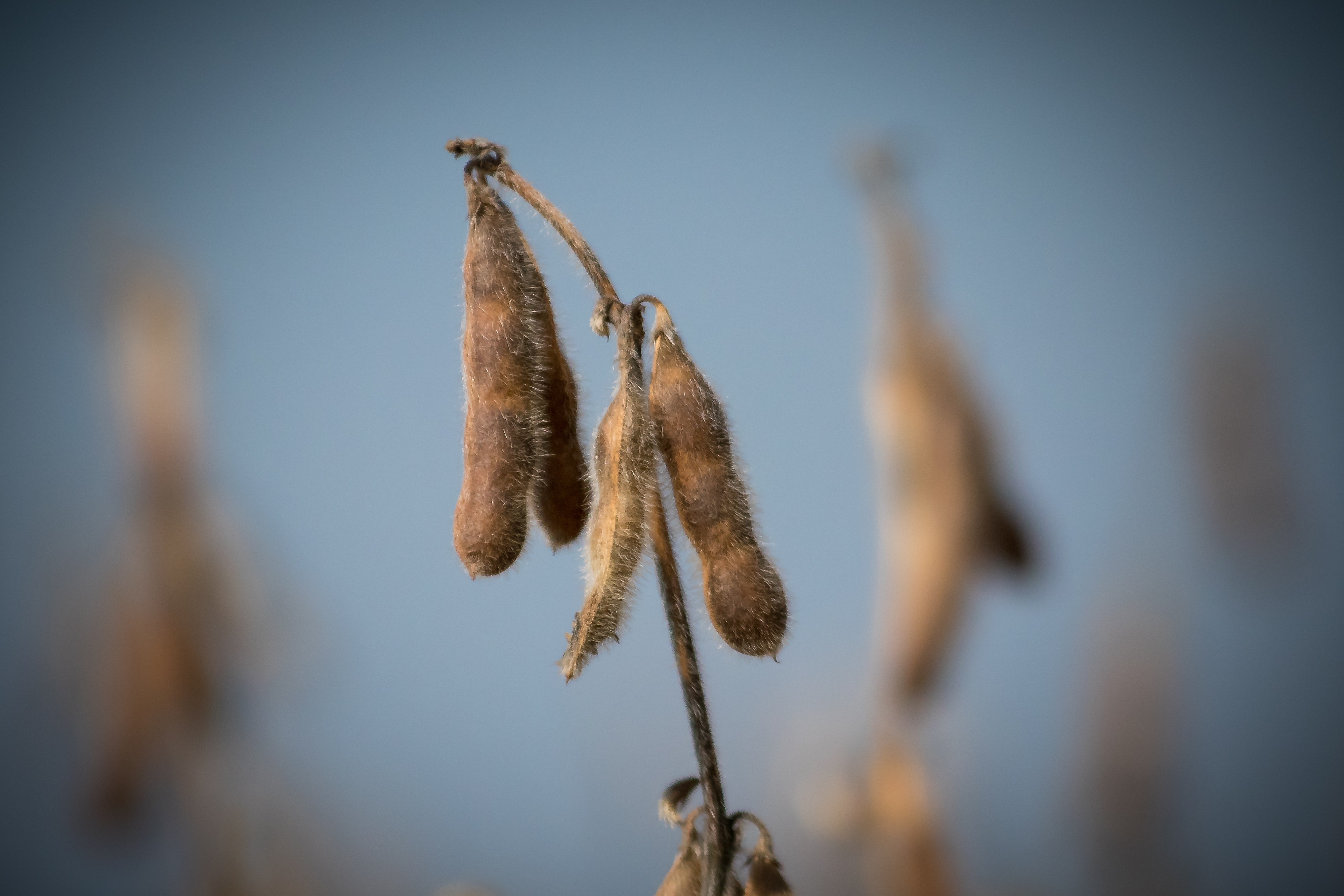 Brasil renova recorde nos embarques de soja, segue negociando e mantém competitividade forte