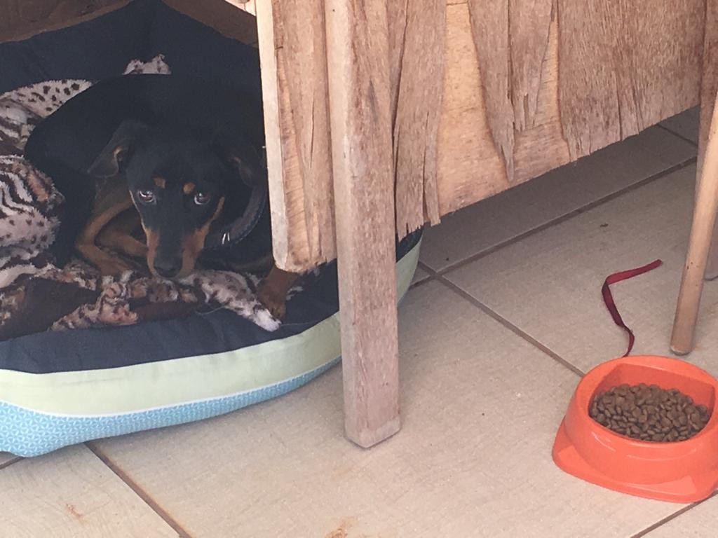 Vigilante da UEM é denunciado à polícia porque pegou um cão que vivia no campus