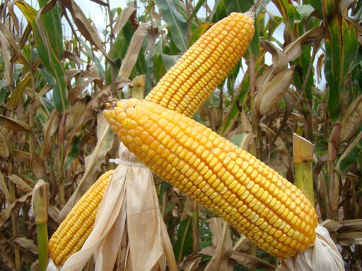 Milho custa R$ 42 a saca em Cascavel