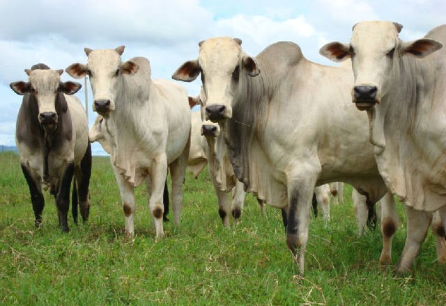 Vaca gorda custa R$ 136 a arroba em Londrina