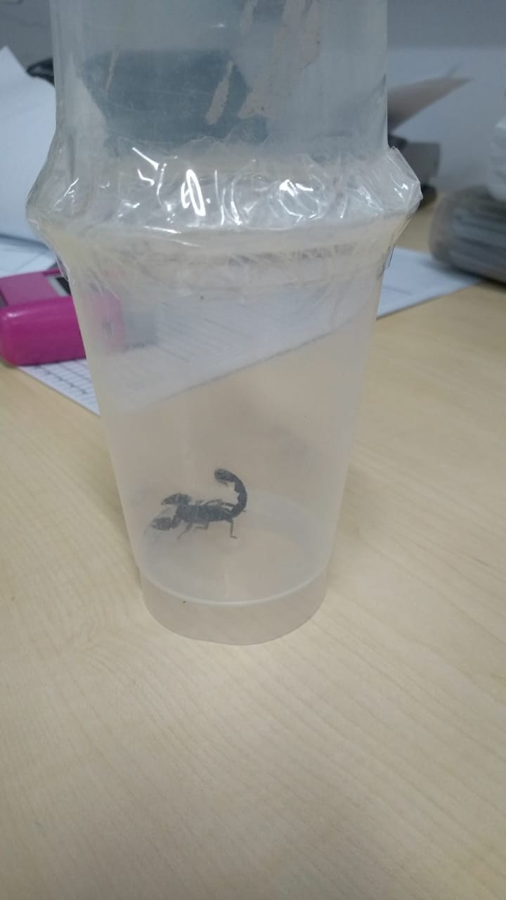 Criança de quatro anos é picada em Cmei de Maringá