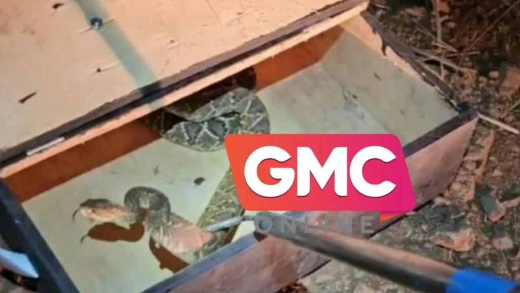 Bombeiros capturam três cascavéis em frente a residência de Maringá