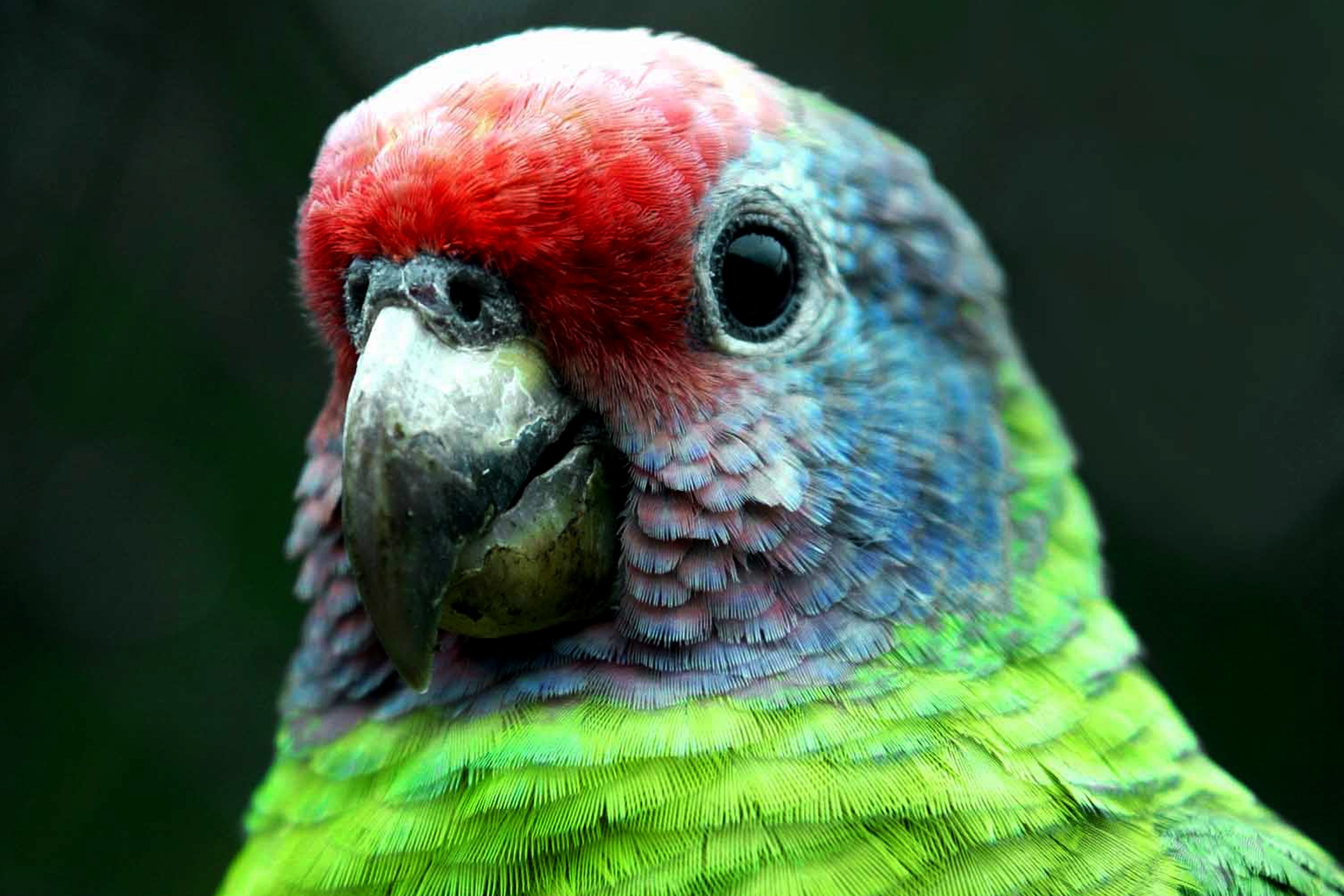 Pela primeira vez, população pode ajudar em lista de aves ameaçadas