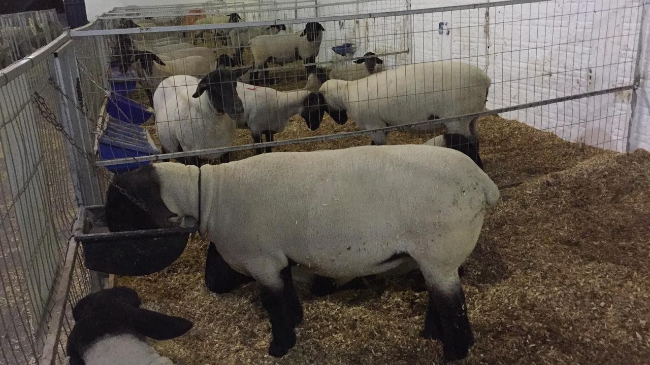 Leilões na Expoingá movimentaram até agora cerca de 700 mil reais