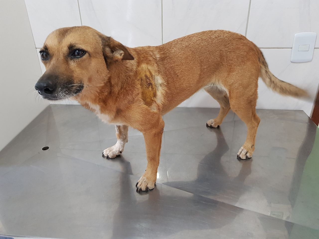 Fiscais da Diretoria de Bem-Estar Animal investigam agressão