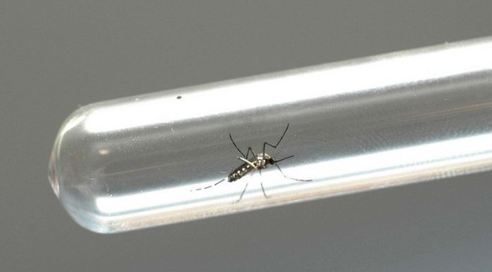 “Controlar a larva é a melhor ação para combater a dengue”, diz especialista