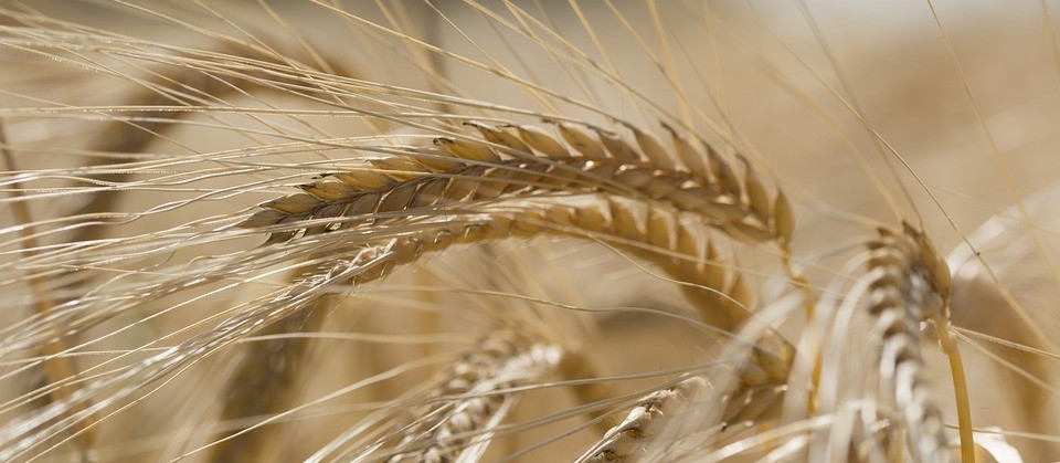 Trigo custa R$ 46 a saca em várias praças do Paraná